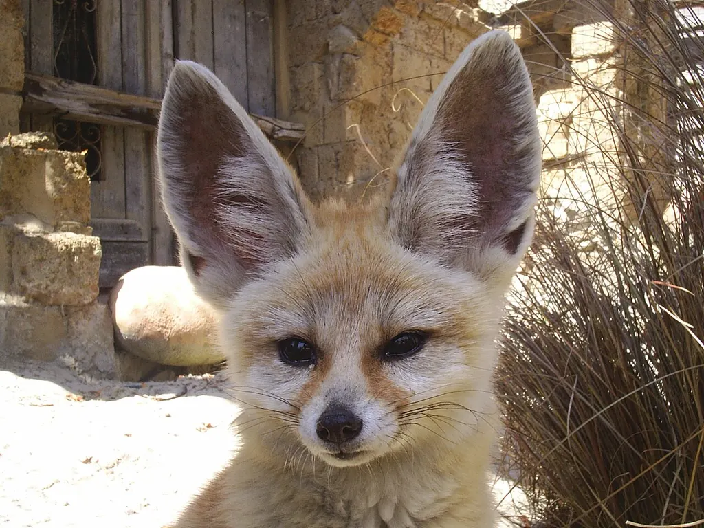 Cáo fennec với đôi tai to