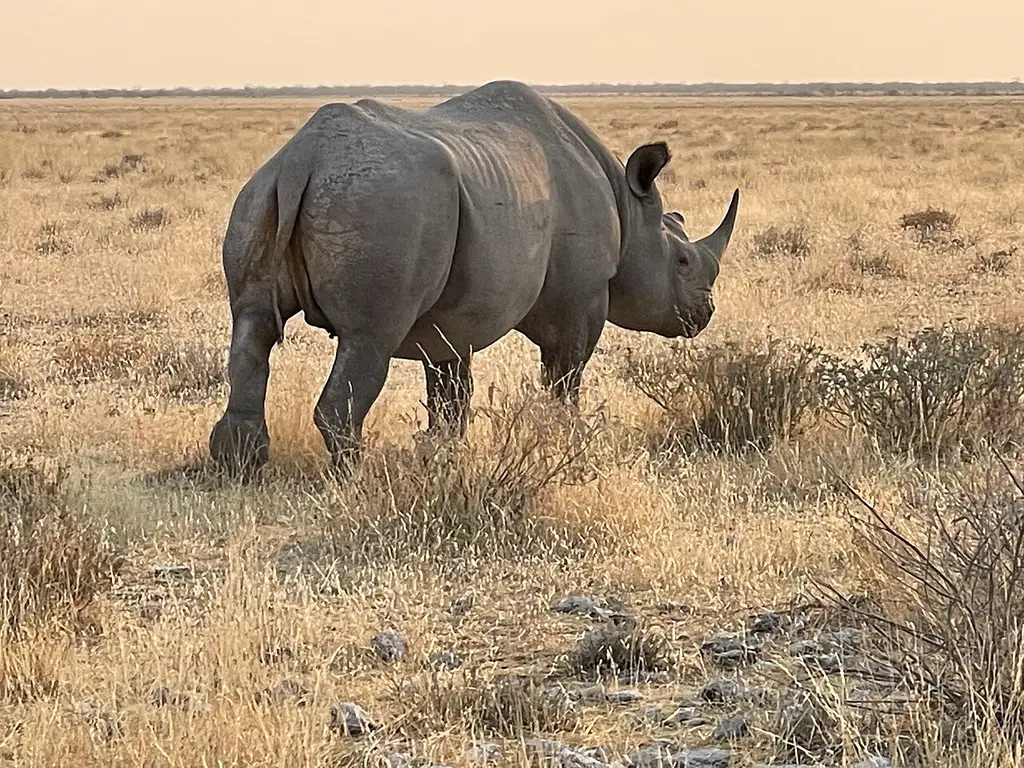 Tê giác giữa đồng cỏ savanna